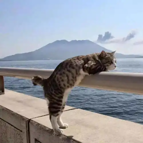 可爱猫咪头像女生霸气高