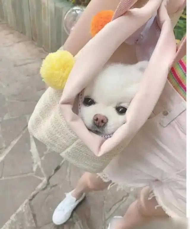  分明是玩具狗怎么还会动关晓彤与萌宠形影不离,却让网友担心