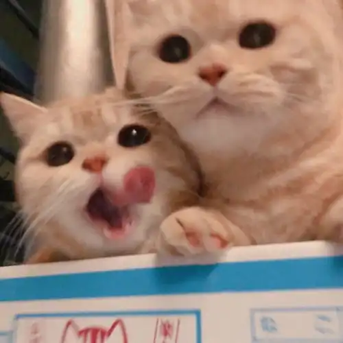  萌宠系列乖萌猫咪有情头get起来呀