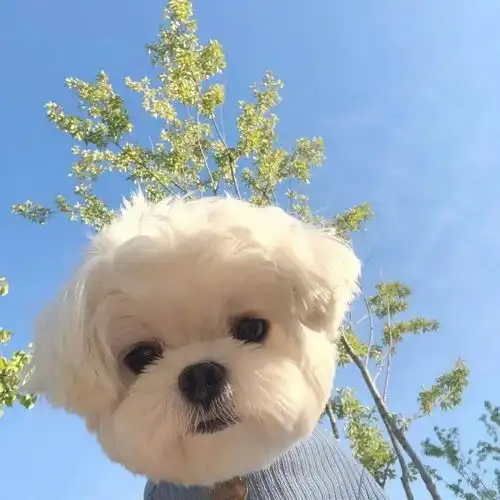 女生头像萌宠小狗咘咘