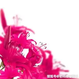  未来3个月,一脚踢走霉运,开怀大抱幸福的3大生肖