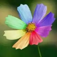  微信头像春天的花草微信头像图片大全