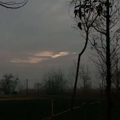  植物头像超漂亮的花草风景图片