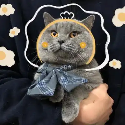  可爱猫咪情侣头像泡面加蛋烦情侣头像我要个性网