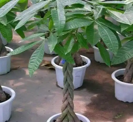  几种花养起来要注意,光照太强容易黄叶枯萎,天冷要管住手少浇水
