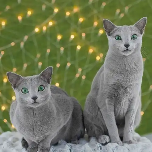 闺蜜双人头像猫咪蓝猫