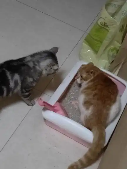  猫会得精神病吗