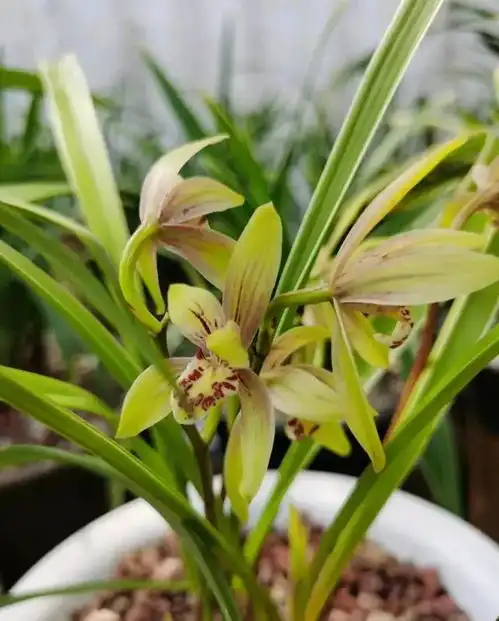  6种花旺老人,好养好寓意,老人养一盆,长寿旺子孙兰花茉莉富贵君子兰长寿花牡丹花龟背竹盆栽植物网易订阅