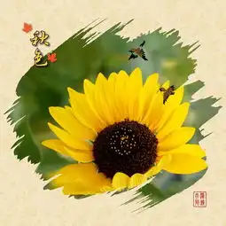 阳光灿烂的季节