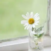  微信螺与花朵共同的头像图片大全集