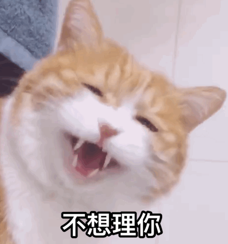  猫咪想念主人,会做这6件事,你知道哪些呢