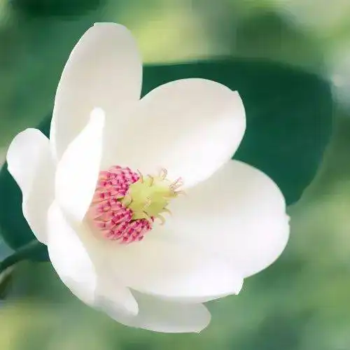  中老年头像大全好看的花朵微信头像图片