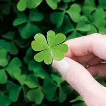  跪求好看的四叶草图片两张