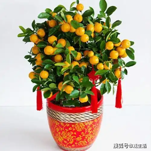  5种花寓意好,再穷也要养一盆,招财又旺运