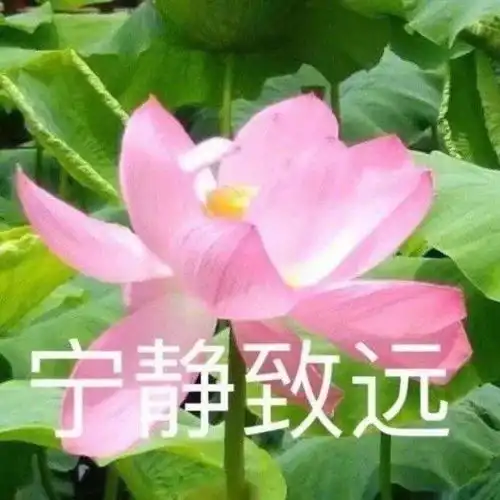  花开富贵拍了拍你