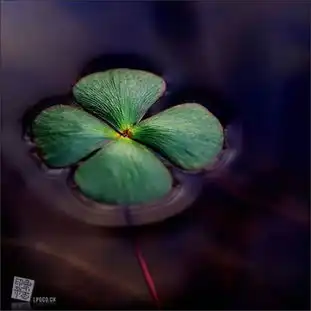  求四叶草图片一张