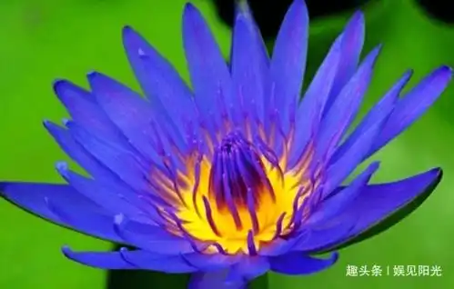  2020年,好运笼罩,财运节节高,事业蒸蒸日上的4大星座