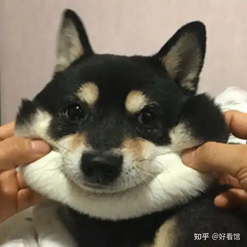  狗子头像可爱又憨憨的狗子头像奶凶奶凶可爱情侣狗子头像