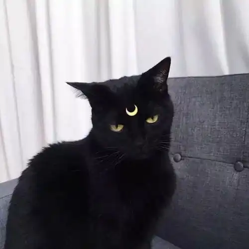  养猫以后你有什么改变太真实了
