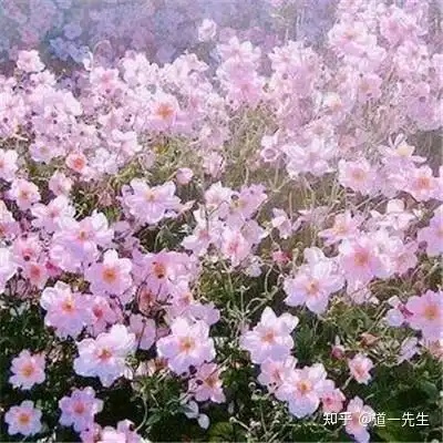  能带来好运的图片或头像有哪些