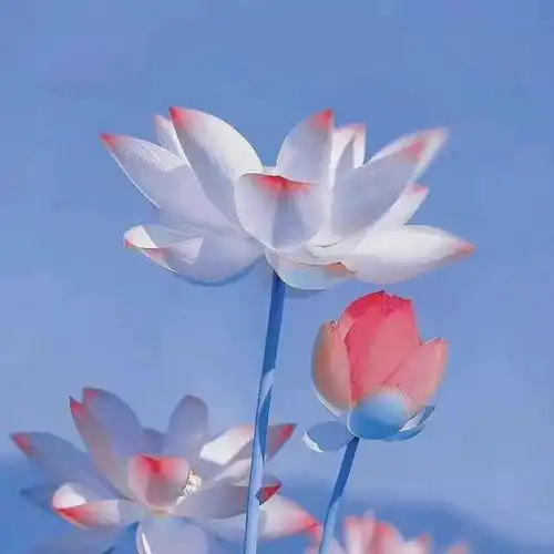  清新脱俗的头像