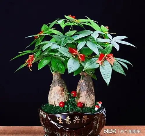  发财树,叶子发黄没精神,天冷做好2多1少,枝叶绿油油