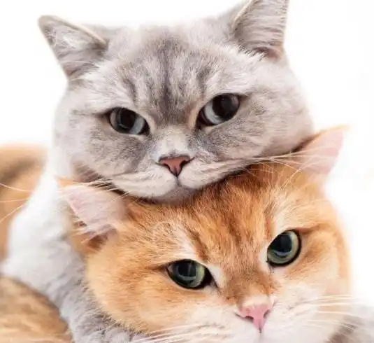  猫咪名称大全,可爱又洋气