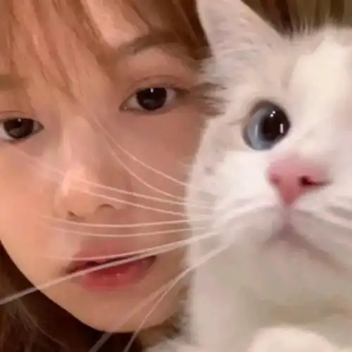  那些与猫咪有关的暖心文案,敲治愈