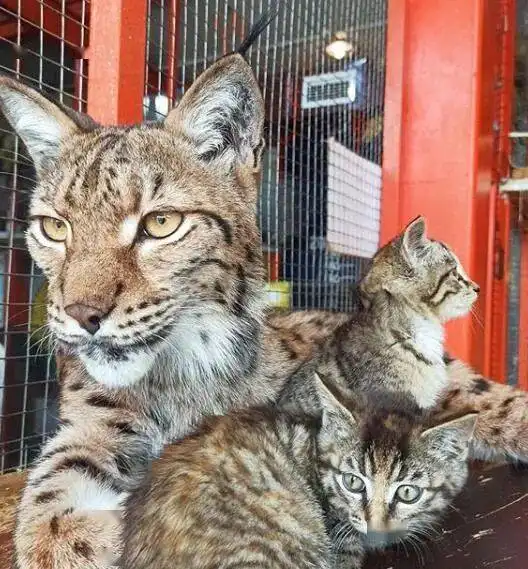  三只被遗弃的小奶猫和猞猁生活几天后,眼神都变了