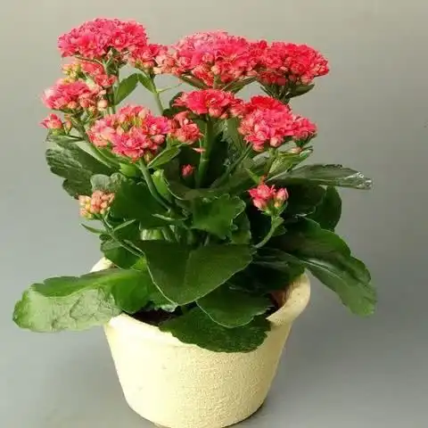  养护花卉应当什么时候浇水浇多少水里面学问很大,快来看一看