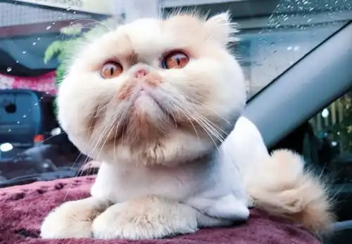  患抑郁症女生分手后,每次睡觉猫咪都要盯着,生怕她醒不来...