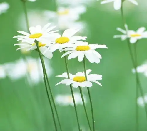  9月运势上上签,4属相迎桃花接横财中大奖,喜添贵子