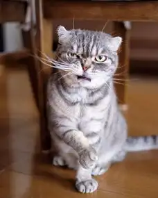 霸气猫咪头像高清头像