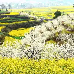  充满诗情花意的田园风景