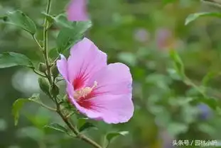  15种适合庭院秋天种植的花卉,从此院子变花园