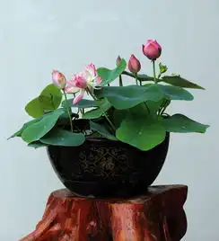  盆栽荷花报价厂家