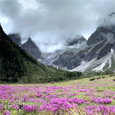  植物风景头像,影响世界的中国植物图片