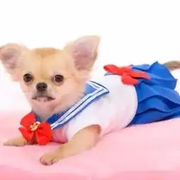 女生头像萌宠小狗小狗