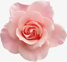  鲜花花卉抽象花朵粉色花朵素材图片免费下载高清装饰图案png千库网图片编号53679