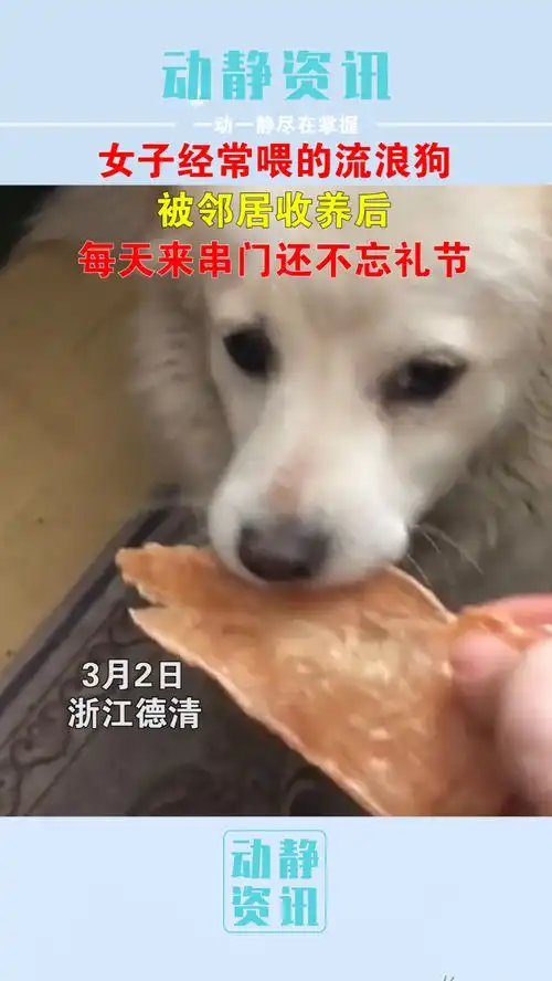  女子经常喂的流浪狗被邻居收养了,每天还会来串门,临走也不忘礼节养狗的乐趣萌宠狗狗