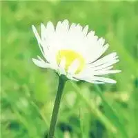  最旺运气的微信头像花草图片微信头像图片大全