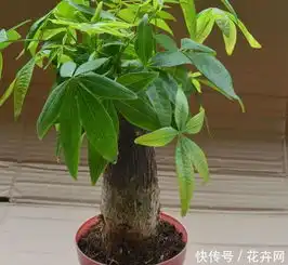  发财树养了半年,叶片开始长小黄点,晒太阳你做对了吗