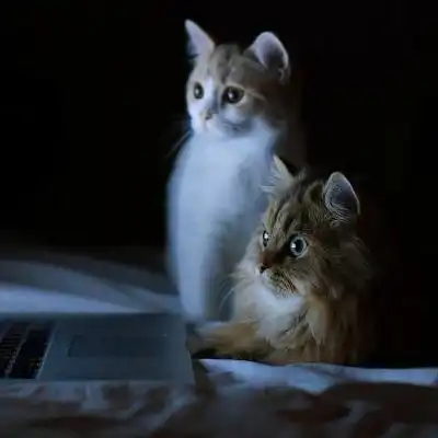  好看的小猫图片头像,特别萌的户外小野猫图片