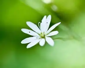 2019新版微信头像花朵暖