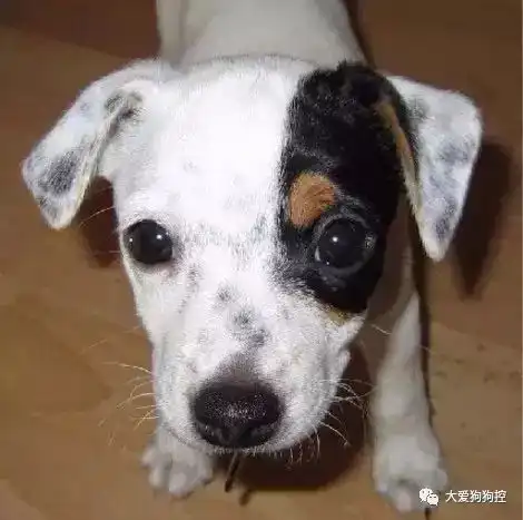  两则宠物狗与落难小鸟的友情故事,真让人既羡慕又暖心