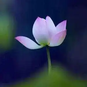  呀咱爸妈的网名真有个性