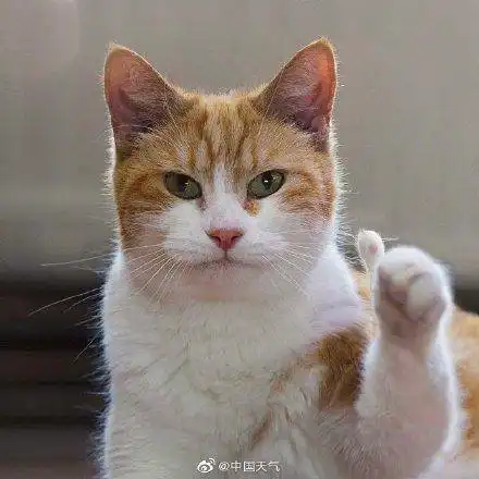  小猫咪说你新的一周干啥一定都能行冲鸭