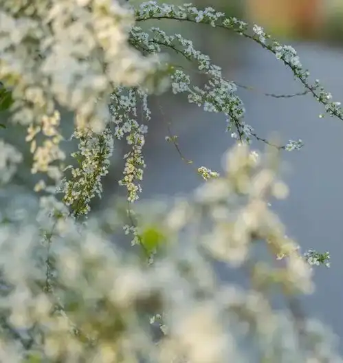  花花花,魔都春日赏花图鉴来啦