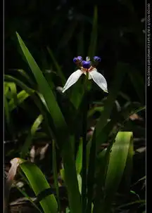  d300018105vr空谷有佳人,香芬远弥馥沐浴阳光的巴西鸢尾兰12p