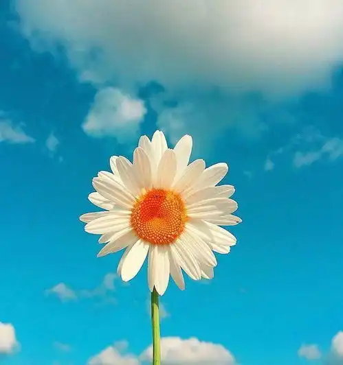  最美早上好问候语图片大全,句句经典,拿去发朋友圈